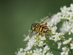 éristale des fleurs